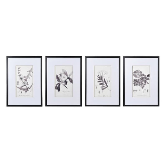 Set of 4 Monochrome Botanical Pictures