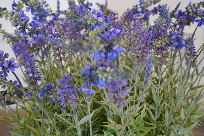 Large Lavender Plant in Round Pot