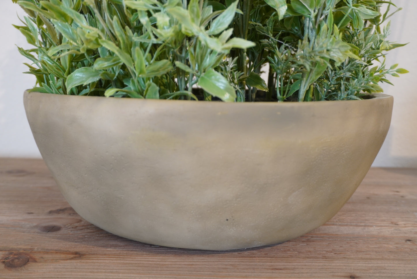 Large Lavender Plant in Round Pot