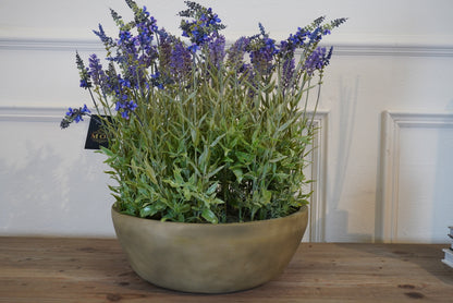 Large Lavender Plant in Round Pot