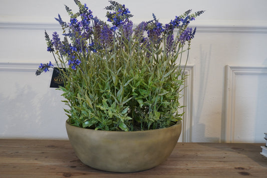 Large Lavender Plant in Round Pot