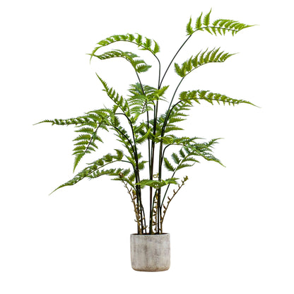 Potted Fern in Cement Pot