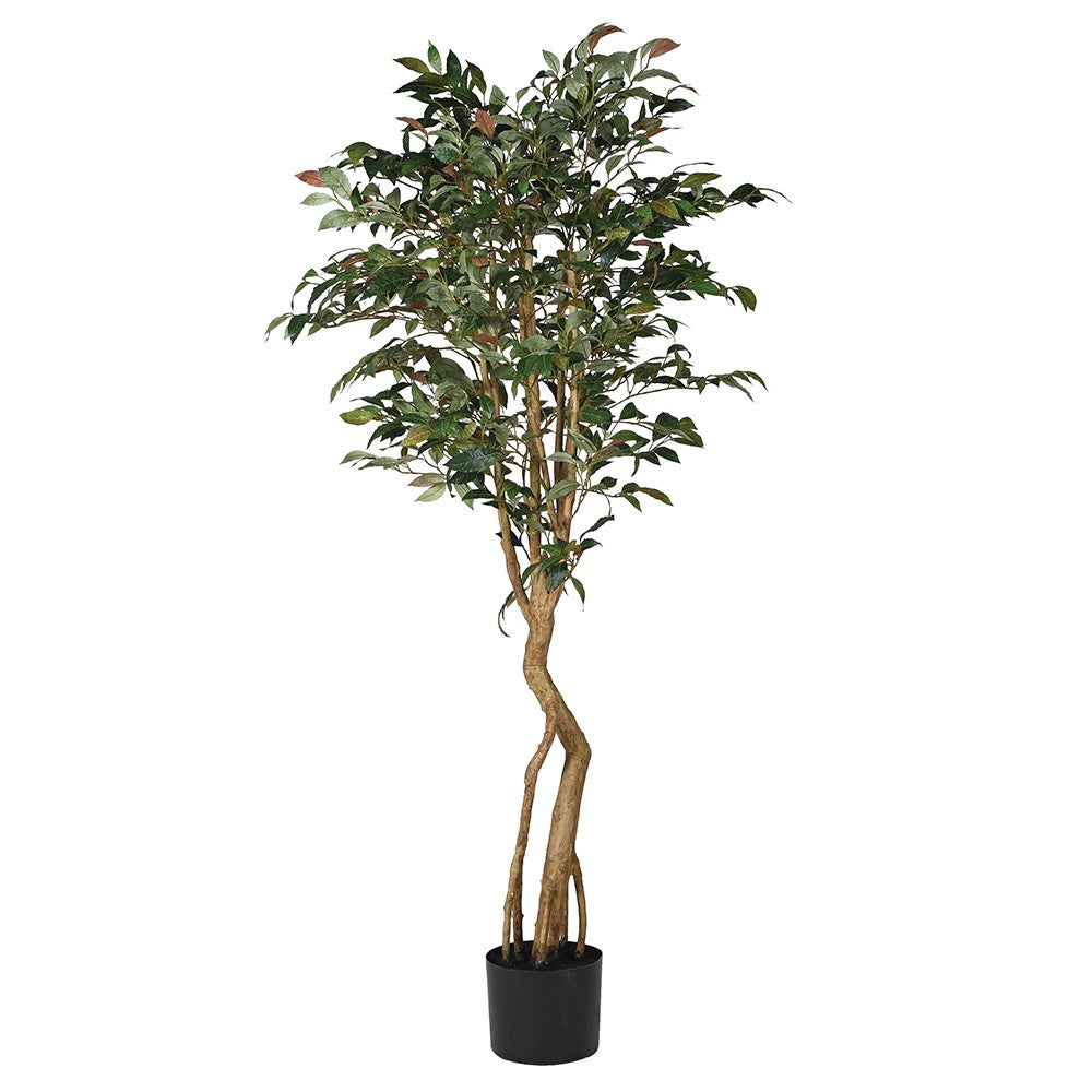 Tall Touch of Blush Mountain Laurel Tree in Black Plastic Pot
