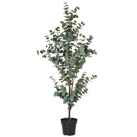 Medium Green Eucalyptus Tree in Black Plastic Pot