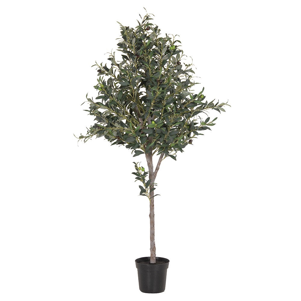 Natural Large Olive Topiary in Black Plastic Pot