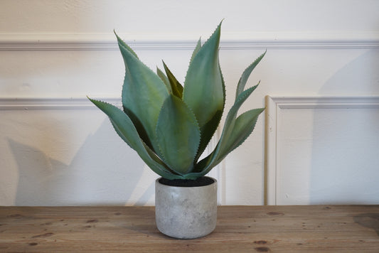Green Aloe Vera Plant in Clay Pot