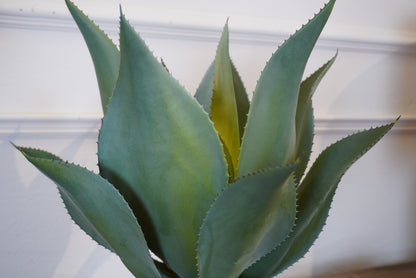 Green Aloe Vera Plant in Clay Pot