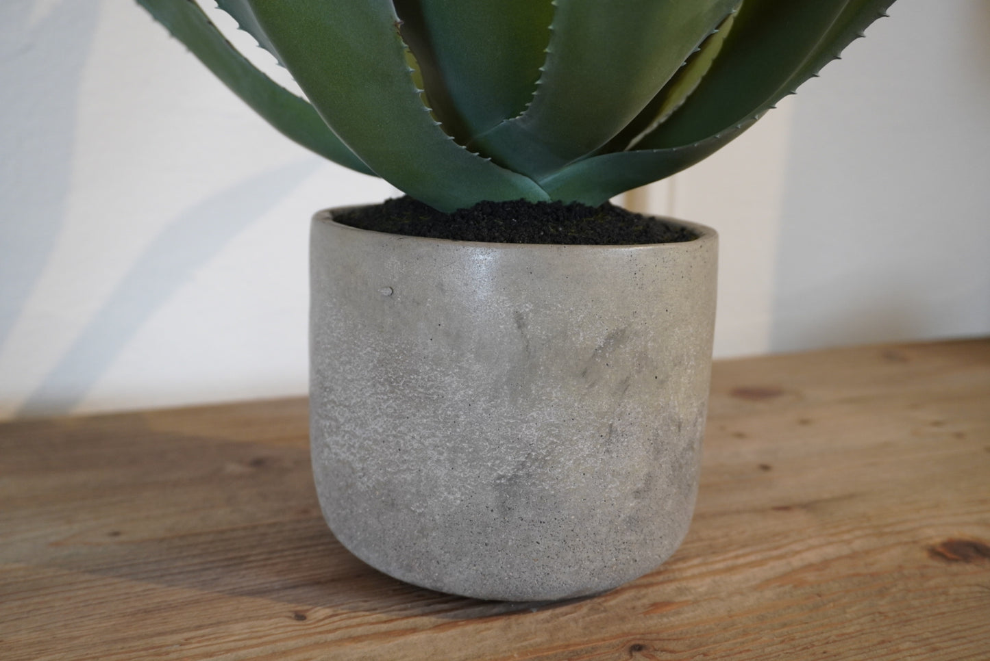 Green Aloe Vera Plant in Clay Pot