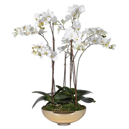 White Orchid Pretty Phalaenopsis Plants in Shallow Gold Glass Bowl