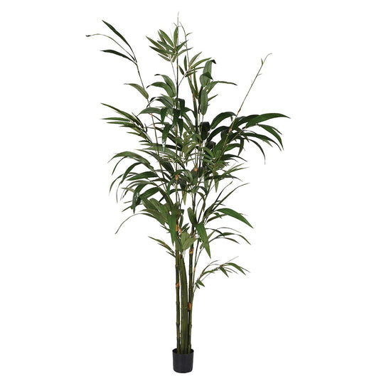 Green Bamboo Palm Tree in Small Black Plastic Pot