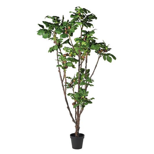 Fig Plant in Black Plastic Pot