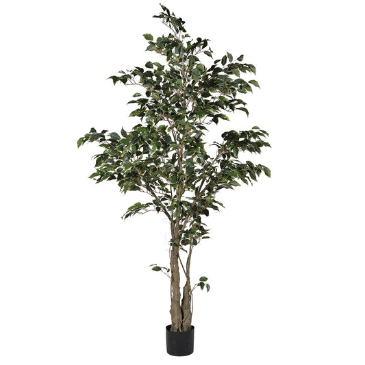 Variegated Ficus Tree in Black Plastic Pot