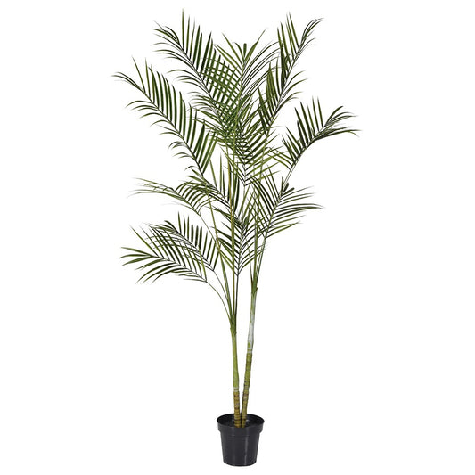 Green Areca Palm in Black Plastic Pot